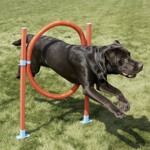 Agility Hoop Jump Dogs