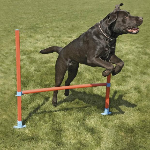 Agility Hurdle Dogs