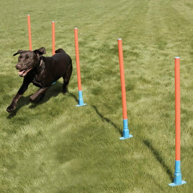 Agility Slalom Dogs