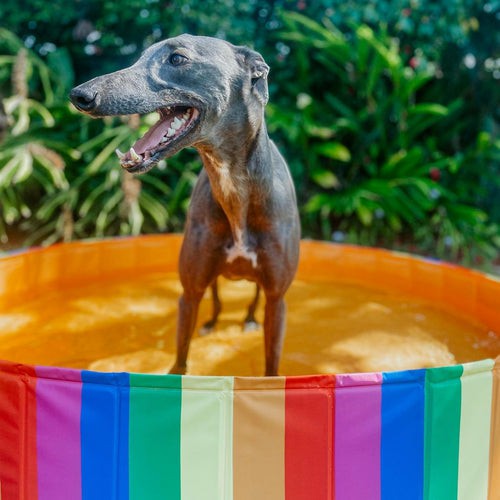 Portable Dog Pool Party Pride – Extra Large Dogs